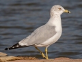Ringed-billed Gull - Liberty Park and Marina, Clarksville, Montgomery County, December 15, 2020
