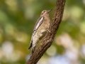 Yellow-bellied Sapsucker (immature female) - Lake Barkley WMA, Dover,  Stewart County, October 14, 2020