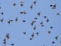 European Starlings - Paris Landing State Park, Buchanan, Henry County, October 21, 2020