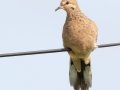 Mourning Dove- Roy Pearson - William Woodard Scenic Farm Tour, Robertson County, August 31, 2020