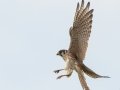 American Kestral - Roy Pearson - William Woodard Scenic Farm Tour, Robertson County, August 31, 2020
