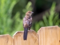 Eastern Towhee (juvenile) - Montgomery County Yard Bird, Aug 14, 2020