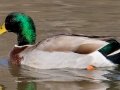 Mallard (Domestic type, male) - Dunbar Cave State Park, Clarksville, Montgomery County, December 6, 2020