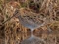 Wilson's Snipe - Liberty Park and Marina, Clarksville, Montgomery County, December 15, 2020