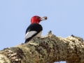 Red-headed Woodpecker - Paris Landing State Park, Buchanan, Henry County, October 21, 2020