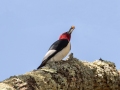 Red-headed Woodpecker - Paris Landing State Park, Buchanan, Henry County, October 21, 2020