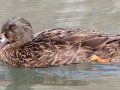 Mallard (Domestic type, female) - Dunbar Cave State Park, Clarksville, Montgomery County, December 6, 2020