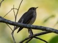 Gray-cheeked Thrush  - Lake Barkley WMA, Dover,  Stewart County, October 6, 2020