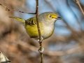 White-eyed Vireo - Haynes Bottom WMA, Montgomery County, December 22, 2020 (rare for late date)