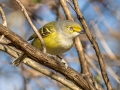 White-eyed Vireo - Haynes Bottom WMA, Montgomery County, December 22, 2020 (rare for late date)