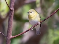 Tennessee Warbler - Lake Barkley WMA, Dover,  Stewart County, October 2, 2020