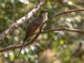 Yellow-billed Cuckoo- Lake Barkley WMA, Dover,  Stewart County, October 6, 2020