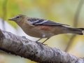 Bay-breasted Warbler - Lake Barkley WMA, Dover,  Stewart County, October 11, 2020