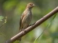 Indigo Bunting (female)  -Lake  Barkley WMA, Dover,  Stewart County, October 2, 2020