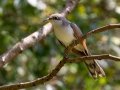Yellow-billed Cuckoo- Lake Barkley WMA, Dover,  Stewart County, October 6, 2020
