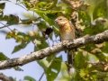 Rose-breasted Grosbeak - Lake Barkley WMA, Dover,  Stewart County, October 2, 2020