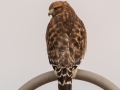 Red-shouldered Hawk - Liberty Park and Marina, Clarksville, Montgomery County, December 15, 2020