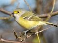White-eyed Vireo - Haynes Bottom WMA, Montgomery County, December 22, 2020 (rare for late date)