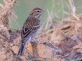 Chipping Sparrow - Dunbar Cave Neighborhood, Montgomery County, Clarksville, October 14, 2020
