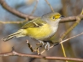 White-eyed Vireo - Haynes Bottom WMA, Montgomery County, December 22, 2020 (rare for late date)