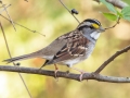 White-throated Sparrow - Paris Landing State Park, Buchanan, Henry County, October 21, 2020