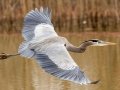 Great Blue Heron - Liberty Park and Marina, Clarksville, Montgomery County, December 15, 2020