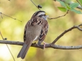 White-throated Sparrow - Paris Landing State Park, Buchanan, Henry County, October 21, 2020