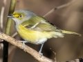White-eyed Vireo - Haynes Bottom WMA, Montgomery County, December 22, 2020 (rare for late date)