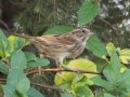 Swamp Sparrow - Paris Landing State Park, Buchanan, Henry County, October 21, 2020