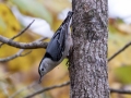 White-breasted Nuthatch - Lake Barkley WMA, Dover,  Stewart County, October 11, 2020