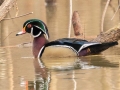 Wood Duck (male) - Liberty Park and Marina, Clarksville, Montgomery County, December 15, 2020