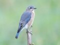 Eastern Bluebird - Dunbar Cave Neighborhood, Montgomery County, Clarksville, October 14, 2020