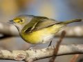 White-eyed Vireo - Haynes Bottom WMA, Montgomery County, December 22, 2020 (rare for late date)