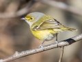 White-eyed Vireo - Haynes Bottom WMA, Montgomery County, December 22, 2020 (rare for late date)