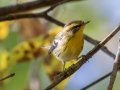 Blackburnian Warbler- Lake Barkley WMA, Dover,  Stewart County, October 7, 2020