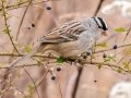 White-crowned Sparrow - Haynes Bottom WMA, Montgomery County, December 23, 2020