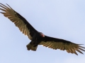 Turkey Vulture - Roy Pearson - William Woodard Scenic Farm Tour, Robertson County, August 31, 2020
