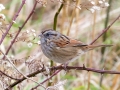 Swamp Sparrow - Haynes Bottom WMA, Montgomery County, December 23, 2020