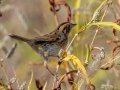 Nelson's Sparrow - Bells Bend Outdoor Center, Nashville, Davidson County, October 15, 2020