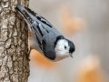 White-breasted Nuthatch - Dunbar Cave SP, Montgomery County, February 24, 2021