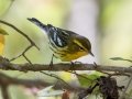 Blackburnian Warbler- Lake Barkley WMA, Dover,  Stewart County, October 7, 2020
