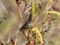 Nelson's Sparrow - Bells Bend Outdoor Center, Nashville, Davidson County, October 15, 2020