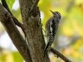 Yellow-bellied Sapsucker (juvenile) - Lake Barkley WMA, Dover,  Stewart County, October 11, 2020