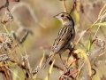 Nelson's Sparrow - Bells Bend Outdoor Center, Nashville, Davidson County, October 15, 2020