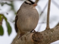 White-crowned Sparrow - Haynes Bottom WMA, Montgomery County, December 23, 2020