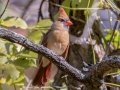 Northern Cardinal - Land Between the Lakes - Gray's Landing, Stewart County, October 22, 2020