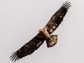 Bald Eagle (immature) - Lake Barkley WMA, Dover,  Stewart County, October 2, 2020