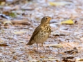 Swainson's Thrush - Land Between the Lakes - Gray's Landing, Stewart County, October 22, 2020 (Considered rare at this late date.)