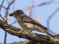 Eastern Wood-Pewee - Land Between the Lakes - Gray's Landing, Stewart County, October 22, 2020 (Considered rare at this late date.)