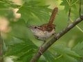 Carolina Wren - Liberty Park, Montgomery County, July 22, 2020